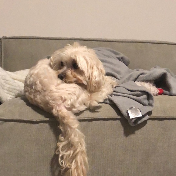 Meet your Posher, Daniel - Picture 1 of 1